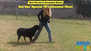 Dog Training Dallas - Best Online Dog Obedience Training Dallas Texas! - video victoria stilwell