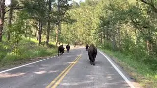 Caught in a Buffalo Parade! 7-24-2021