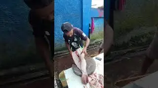 tutorial on cutting jumbo gerapu fish#viral