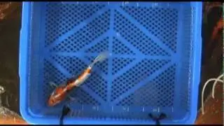 Showkoi.avi