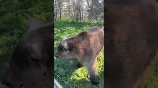 #Adorable greeting with Huggy Bear the Russian Brown Bear at Turpentine Creek Wildlife Refuge