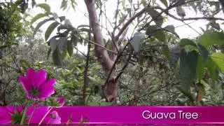 Развивайте мудрость на отдыхе! Растения на Галапагосах! Лантана! Гуава! Растение &laquo;Кошачий коготь&raquo;!