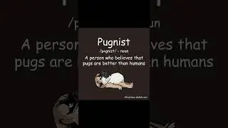 Im a pug person #pugs #pugged #pugspugspugs #puglovers #puglife