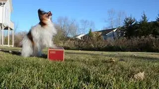 Papillon Tricks