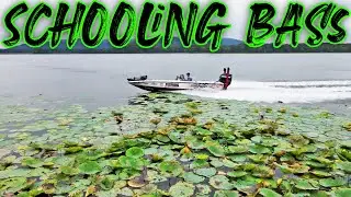 How To Catch SCHOOLING BASS In The FALL!!