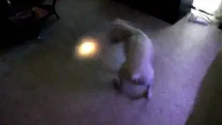 Yup that's my dog :D