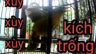 Họa Mi Mái xùy xùy kích trống căng lửa 🔥