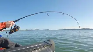 PENN Live Liner beautifully handles 30lb kingfish on 30lb line!