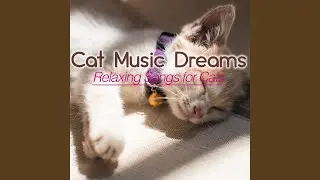 Cat Dream Song