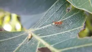 SIX (6) EYE ANT
