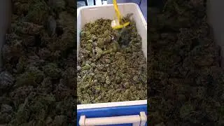 Buble Hash lavado de flores a mano. #green #flores #hash #