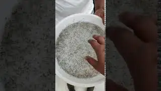 Best Quality Shrimp Seed?