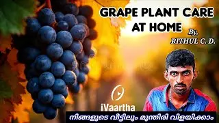 നിങ്ങളുടെ വീട്ടിലും മുന്തിരി വിളയിക്കാം 🍇 grape plant care at home  🍇 grape plant care 🍇  RITHUL CD 
