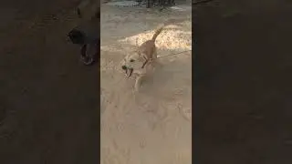 Desi dog power 🐕🐕#shorts#desidog#indiandog#trending#viral