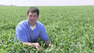 Amazing Field of Cereal Rye Grain