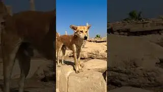 A Visitor the Temple of Karnak in Luxor Egypt #pop #dog #travel #animals #beauty #nature  #shorts