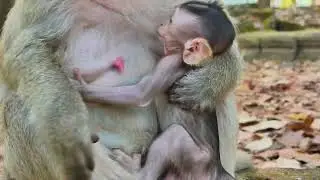 Brianna Has Tank Milk Flow Cover Baby Monkey Briar full and Long Enough
