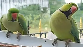 🦜👆#PARROT EADING AND SOUNDS 🦜#skyfire#2025👍#youtubesshorts #trending#parrottalking 💞#2025viralvideo