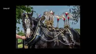 The Shire Horse Society's Online Show 2020 - Harness Class
