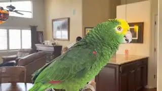 Aww Ya Friggin Bird