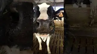 GEA Dairyfeed F4800 - Futterschieber