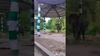 Goru mara national park elephant 🐘🐘