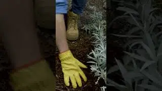 Ezi-Wet Soil Soaker & Mulch the ESSENTIAL elements to a water saving garden!  #waterwise #gardening