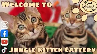 Welcome to Jungle Kitten Cattery