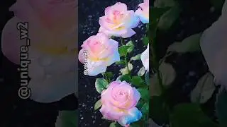 Beautiful natural flowers gardens🌺💐 #nature​#flowers​ #natural​#flower​#ytshts​#youtube