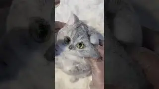 Sticky Foam Cat Toy 😍
