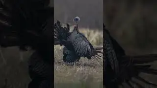 Ready for front row seats to this kind of brawl! #turkeyhunting