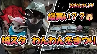 【埼玉スタジアム】わんわん冬まつり2026参戦｜チワワ“チコリタ”の大行進と爆買いデイ🐶