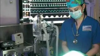 A Veterinary Technician's role in a Surgical Procedure