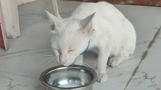 Cute meow milk pi rahi hai 🐱 | new cat video | cute cat video #cat #catvlog #catlovers #catvideos 