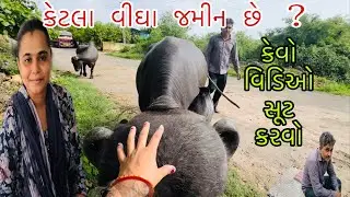 કેટલા વીઘા જમીન છે ? || કેવો વિડિઓ સૂટ કરવો //@ Gujarati village life vlog