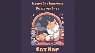 Feline Serenity