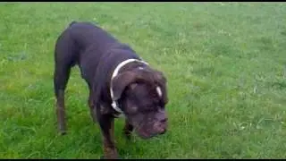ForeverFriendsBulls Renascence Bulldogs Old English Bulldogs II