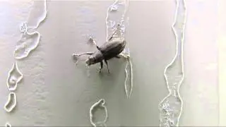 Snout Beetle ( Weevil)