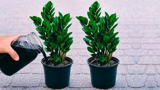 S&oacute; 1 copo e suas plantas crescer&atilde;o como loucas (Adubo Caseiro GRATUITO)