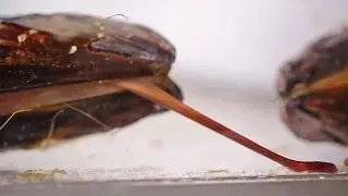 Shellfish Inspire UC Berkeley Scientists To Develop A New Surgical Glue