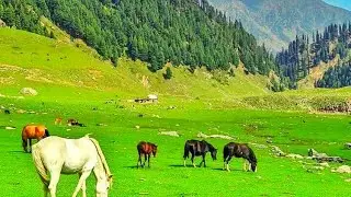 Chor Valley Allai Battagram KPK Pakistan | Wadi E Chor |