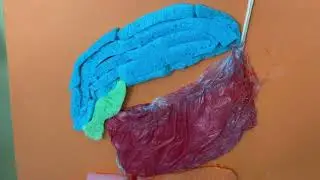 Gli apparati del corpo umano