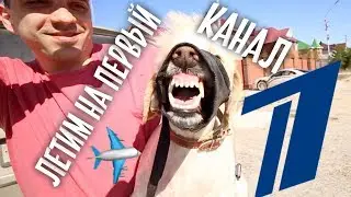 Пригласил ПЕРВЫЙ КАНАЛ. Не пустили В САМОЛЕТ.