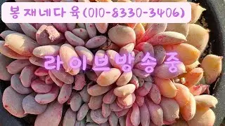 봉재네다육 