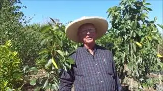 Avocado Trees by Richard Skinner, Hawkins Corner Nursery