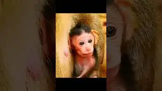 Congratulation! Newborn baby monkey!! #jane #tasana #janet