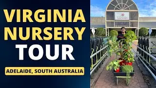 Virginia Nursery Tour in Adelaide, South Australia | M and MM Plants