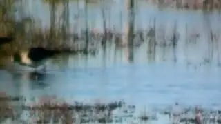 Salinas de circunvalación - Invierno de 2025. Algunas aves del humedal.