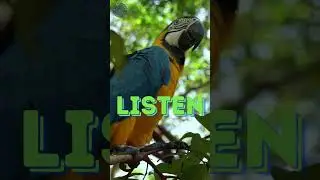 Back to Nature: Relaxing Amazon Rainforest Music for Meditation & Manifestation | InduSpirit