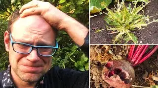 3 Common Vegetable Garden Planning Mistakes (and how to avoid them!)
